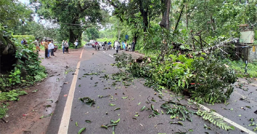 Tree fall